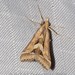 Diasemia accalis - Photo (c) Roger C. Kendrick, all rights reserved, uploaded by Roger C. Kendrick