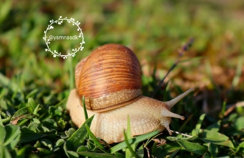 Thessalian Snail