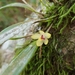 Octomeria grandiflora - Photo (c) Carlos Hartur Ribeiro Noia, todos los derechos reservados, subido por Carlos Hartur Ribeiro Noia