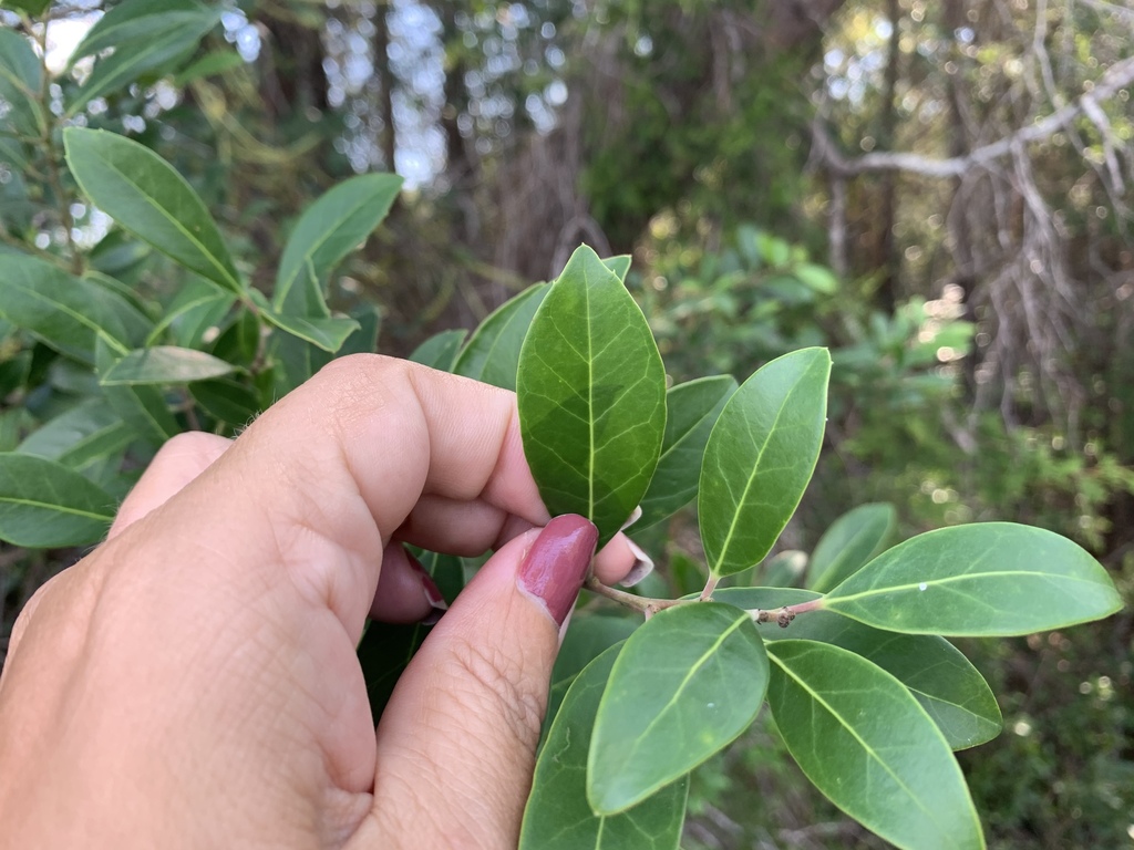 hollies from Lillian, AL, US on August 16, 2020 at 0409 PM by SuzAnne