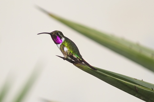 Mexican Sheartail