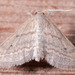 Lobocleta plemyraria - Photo (c) DinGo OcTavious, todos los derechos reservados, subido por DinGo OcTavious