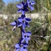 Bell Sun Orchid - Photo (c) Karl Lee, all rights reserved, uploaded by Karl Lee