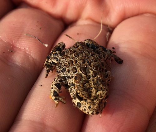 iNaturalist observation photo of Yosemite Toad
