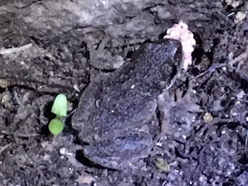iNaturalist observation photo of Pacific chorus frog