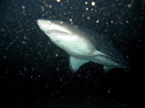 taxonomy_inaturalist image for Carcharias taurus