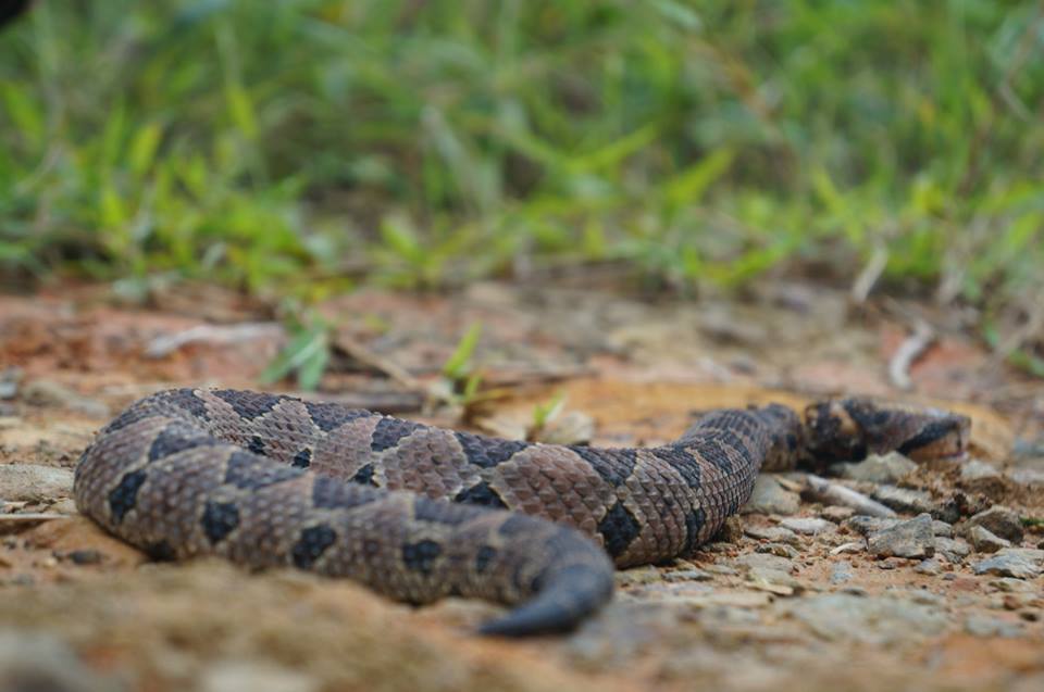 Mexican Jumping Pit Viper from Huauchinango Pue. México on August 3