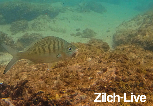 Pacific Yellowfin Mojarra