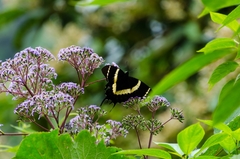 Image of Papilio garamas