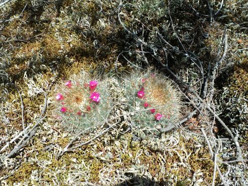 Mammillaria wiesingeri ssp. wiesingeri
