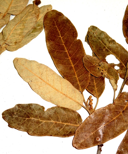 Carmen Mountain Oak