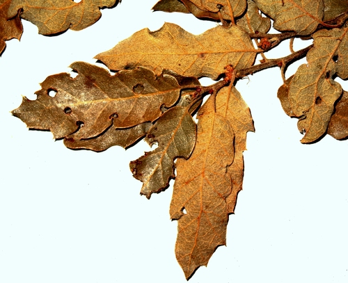 Chisos Mountains Oak (Quercus tardifolia)