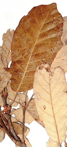 Carmen Mountain Oak