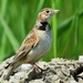 Mongolian Lark - Photo (c) 조흥상, all rights reserved, uploaded by 조흥상