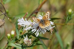 Lycaena helloides image