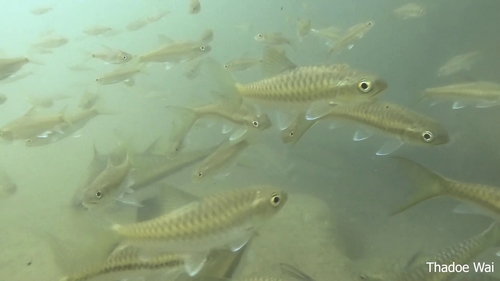 Blue Mahseer Barb