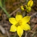Bulbine Lily - Photo (c) Ned Piscioneri, all rights reserved, uploaded by Ned Piscioneri