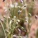 Western Needlegrasses - Photo (c) Zach Berry, all rights reserved, uploaded by Zach Berry