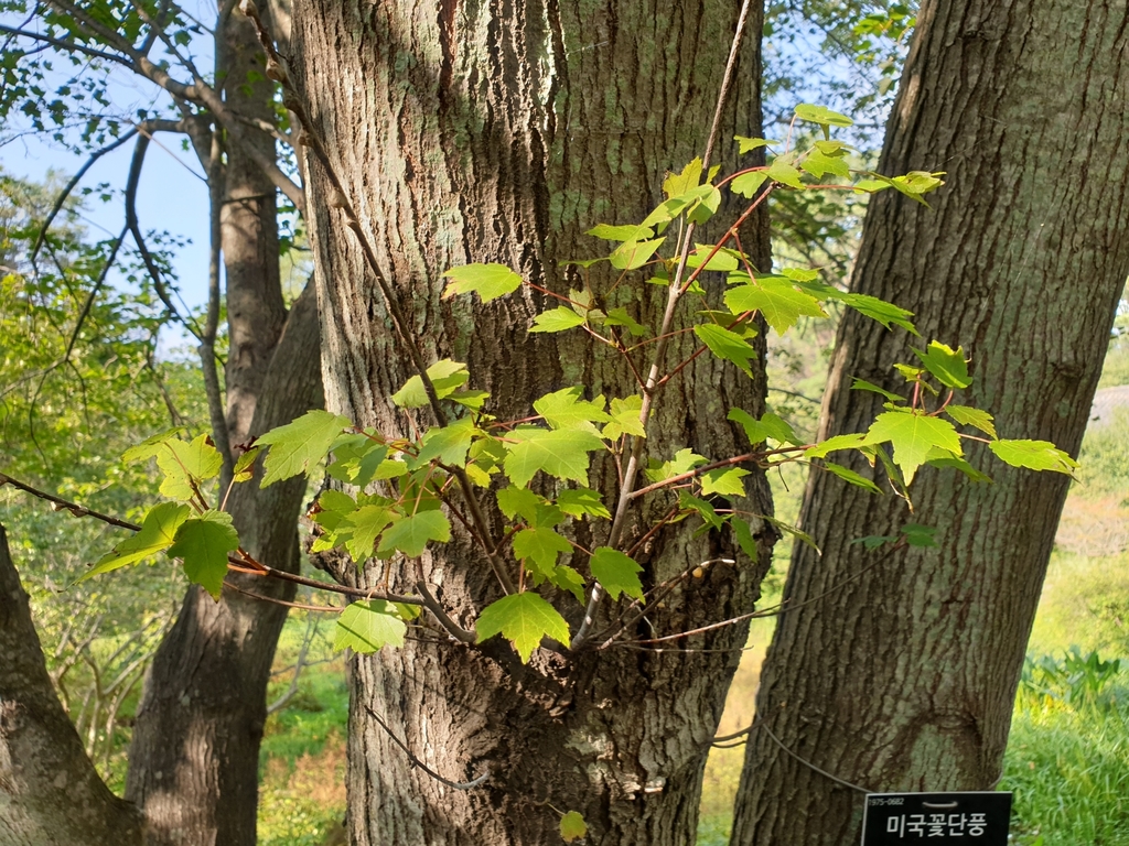 Hananoki Maple in September 2020 by 조흥상. 미국꽃단풍 Acer pycnanthum Koch ...