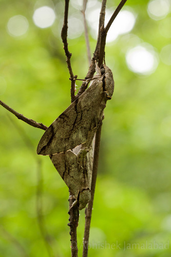 Plain grey hawkmoth