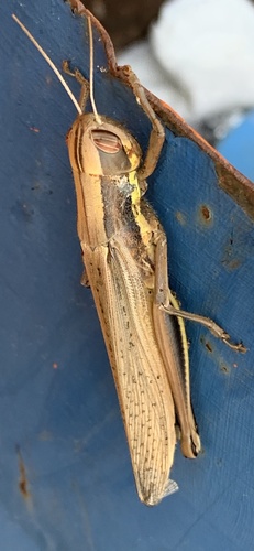Homoxyrrhepes punctipennis