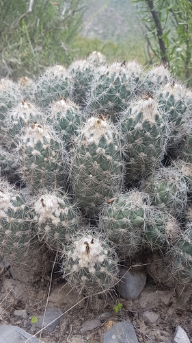 Coryphantha durangensis