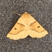 Scalloped Oak - Photo (c) Kyle Drexel, all rights reserved, uploaded by Kyle Drexel