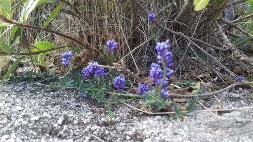 Polygala campestris