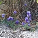 Polygala campestris - Photo 由 Anderson Rabello Pereira 所上傳的 (c) Anderson Rabello Pereira，保留所有權利