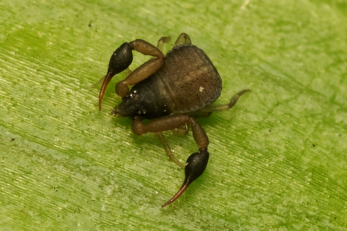 Geogarypus nigrimanus · iNaturalist