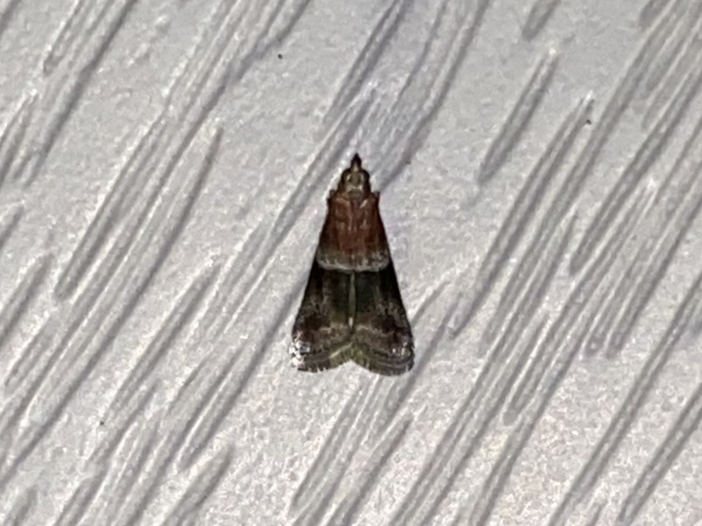 Knot-horn Moths from NJ-47, Cape May Court House, NJ, US on September ...