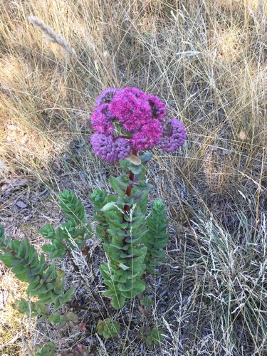 Orpine