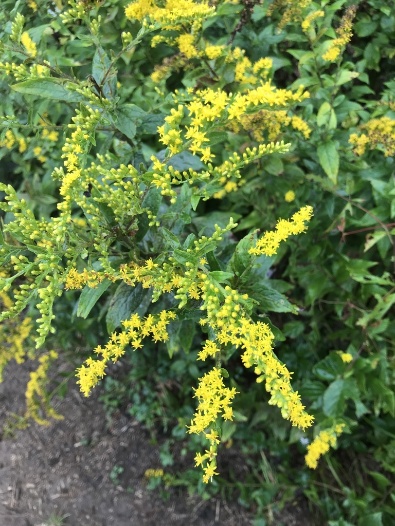 common wrinkle-leaved goldenrod from Albrightsville, PA, US on ...