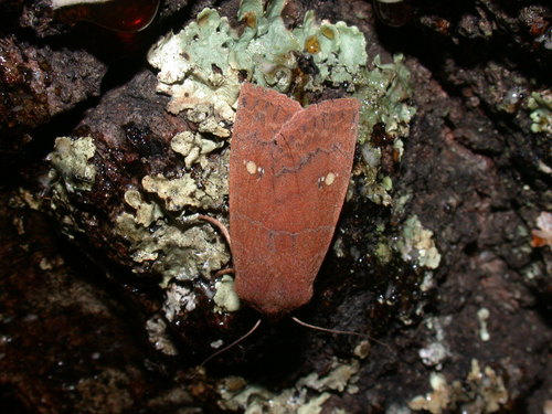 Barrens Sallow