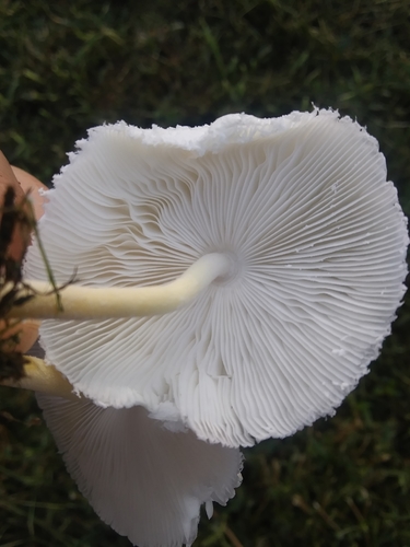white chalk mushroom