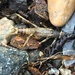 Claassenia sabulosa - Photo (c) Barg, todos los derechos reservados, subido por Barg