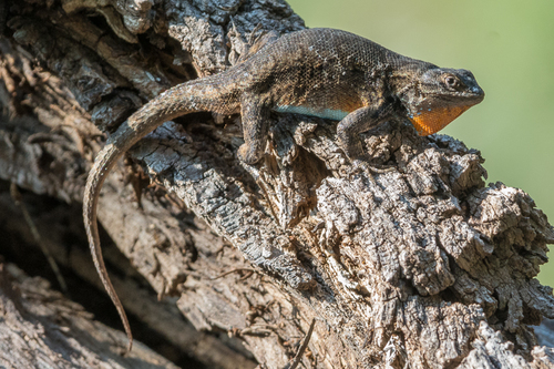 Graphic Spiny Lizard