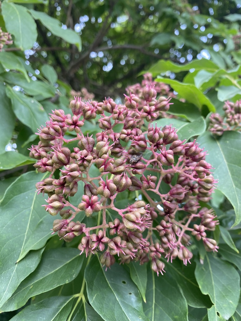 Bee-bee tree