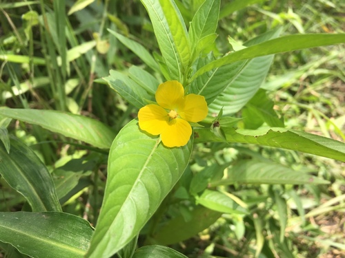 Wingleaf Primrose-Willow
