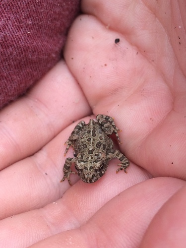 iNaturalist observation photo of North American Toads
