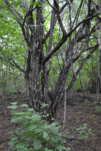 Mexican logwood