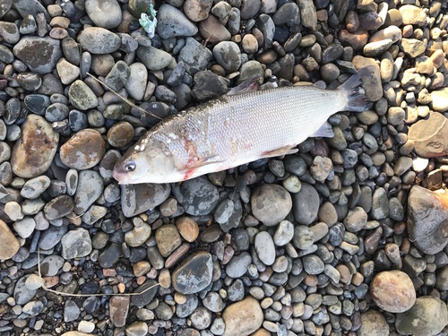 Whitefishes