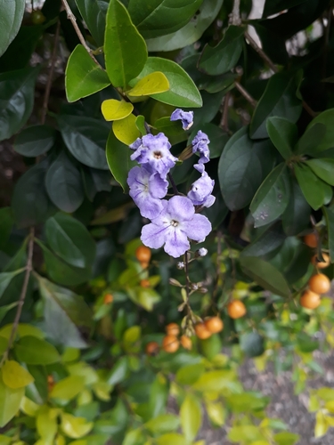Skyflower