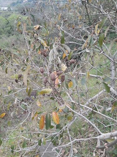 Luehea divaricata