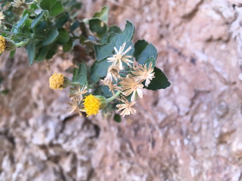 Ajo rockdaisy (Perityle ajoensis)