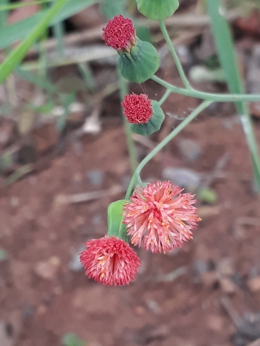 Red Tasselflower