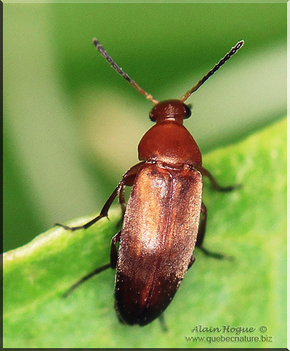 Genus Anaspis · iNaturalist