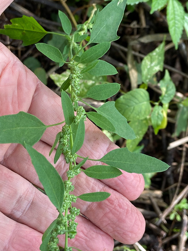 Chenopodium berlandieri var. bushianum