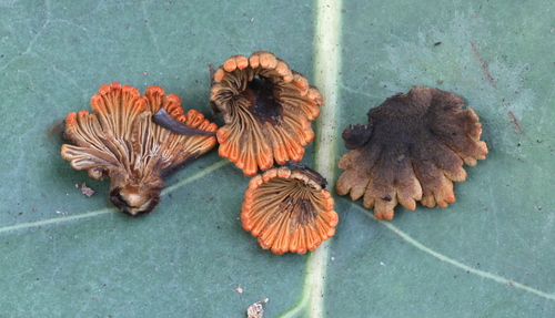 Schizophyllum umbrinum