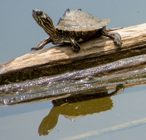 Alabama Map Turtle